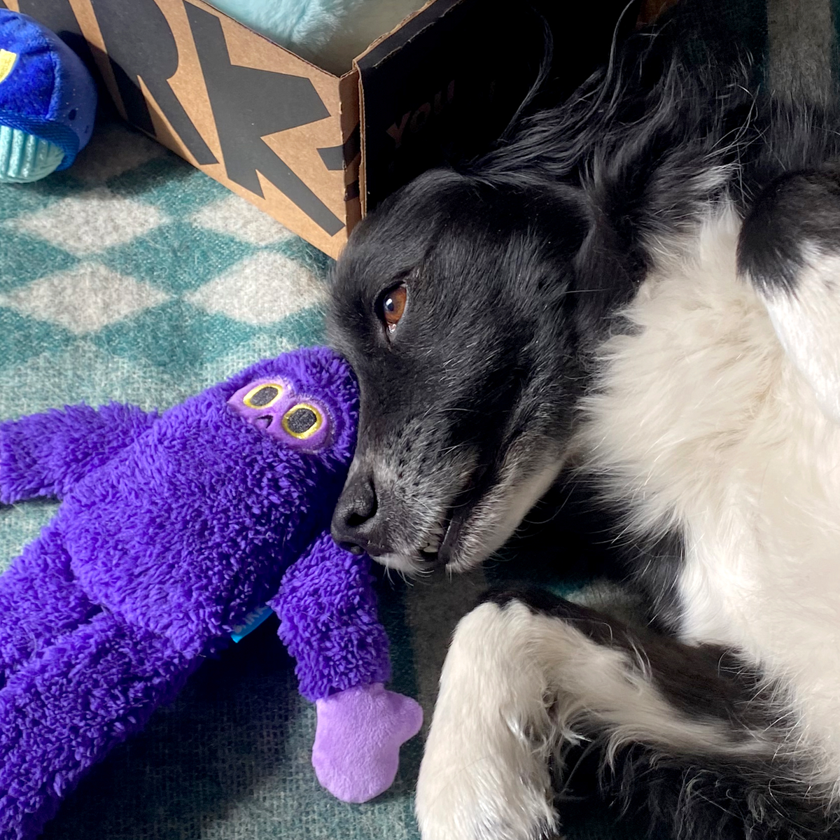 BarkBox Dog Subscription Box - 6 Month Plan