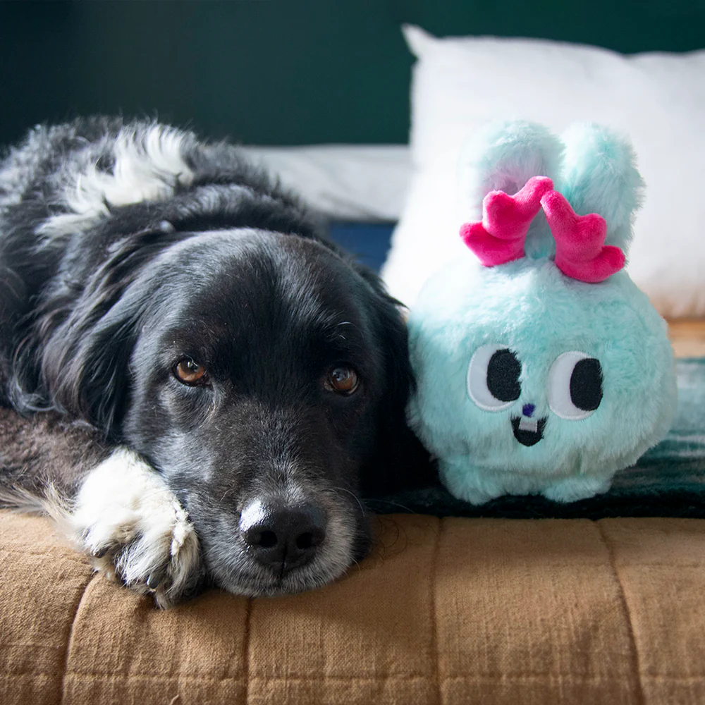 BarkBox 6-Month Dog Subscription with Splash Pad Gift