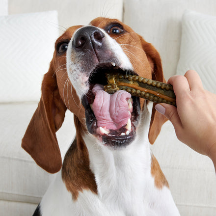 Durable Dental Chews for Dogs - Long-Lasting Teeth Cleaning