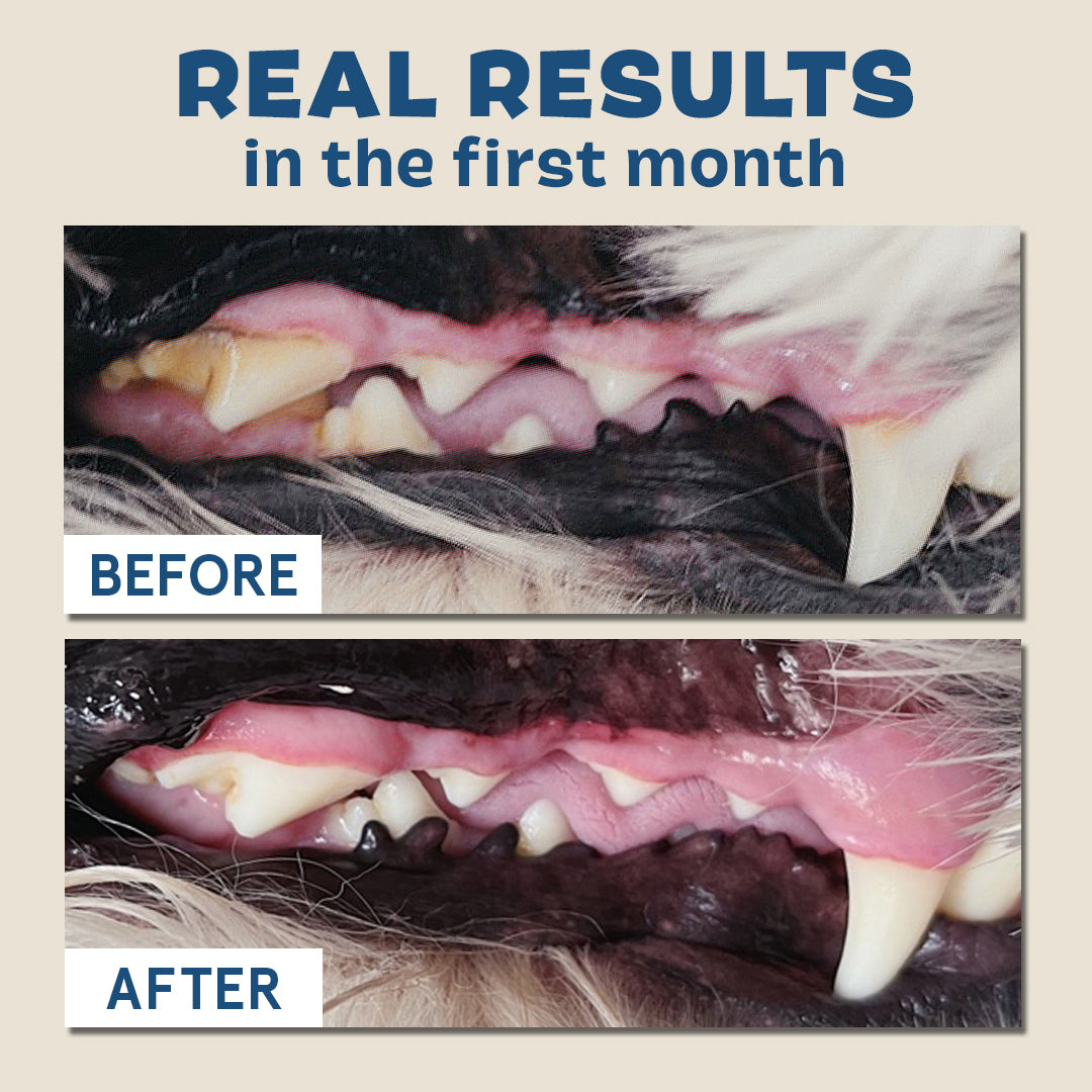 Durable Dog Dental Kit for Fresh Breath & Clean Teeth
