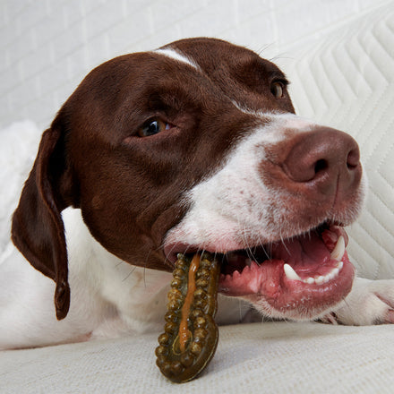 Durable Dog Dental Kit for Fresh Breath & Clean Teeth