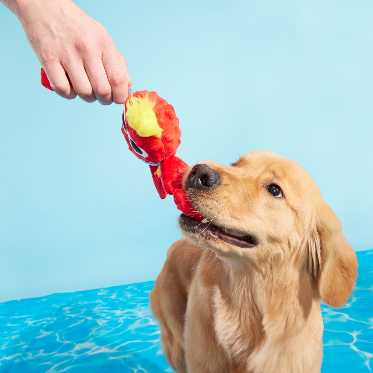 Brock Lobster Dog Toy with Squeaker & Crinkle