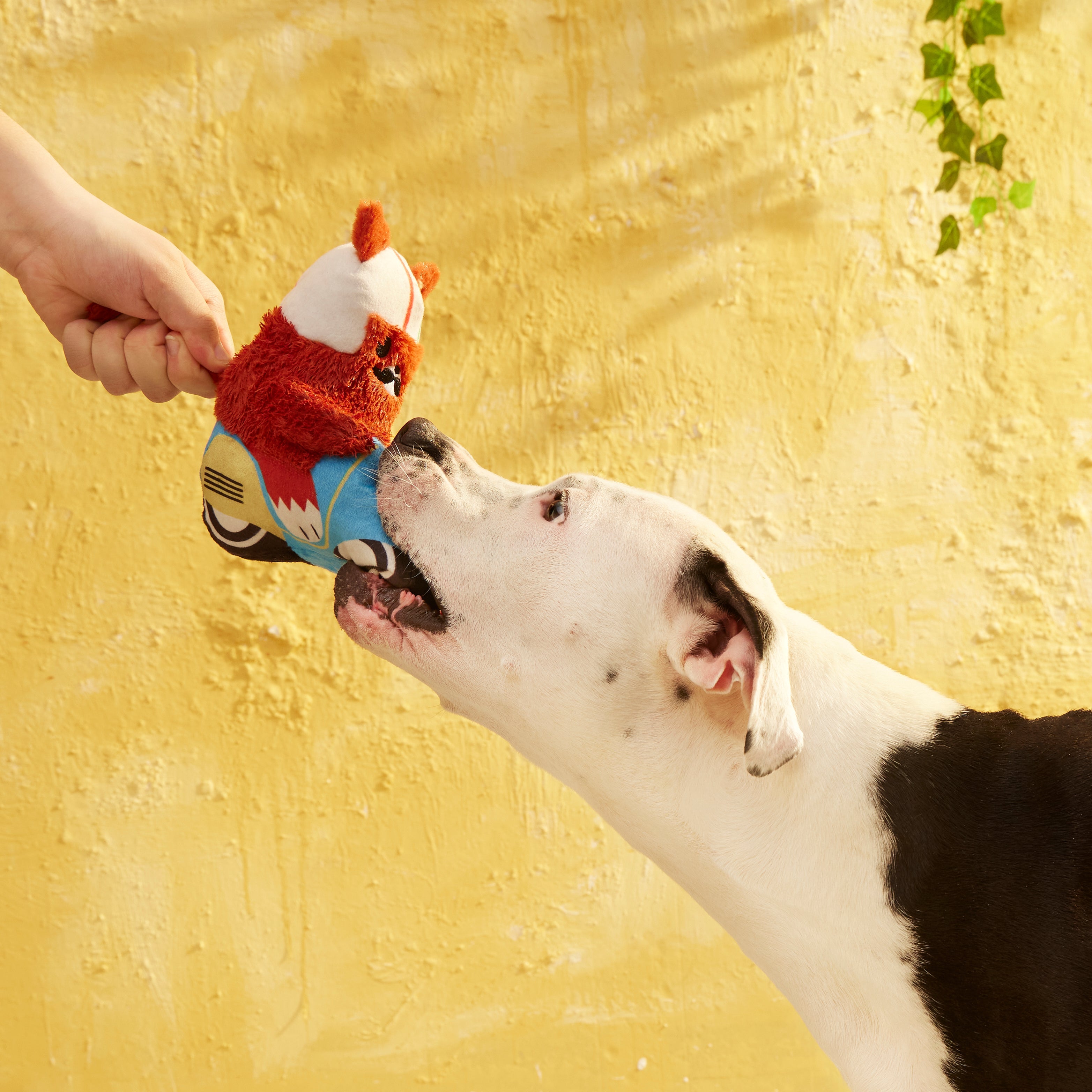 Buona Squirrela Plush Dog Toy with Squeaker & Crinkle