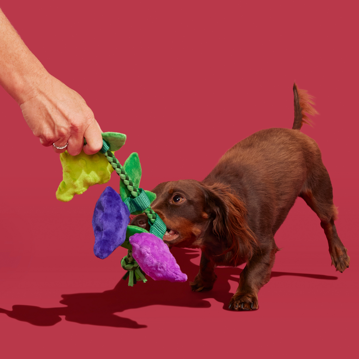 Grapevine Dog Toy with Squeakers & Crinkle for Tugging Play