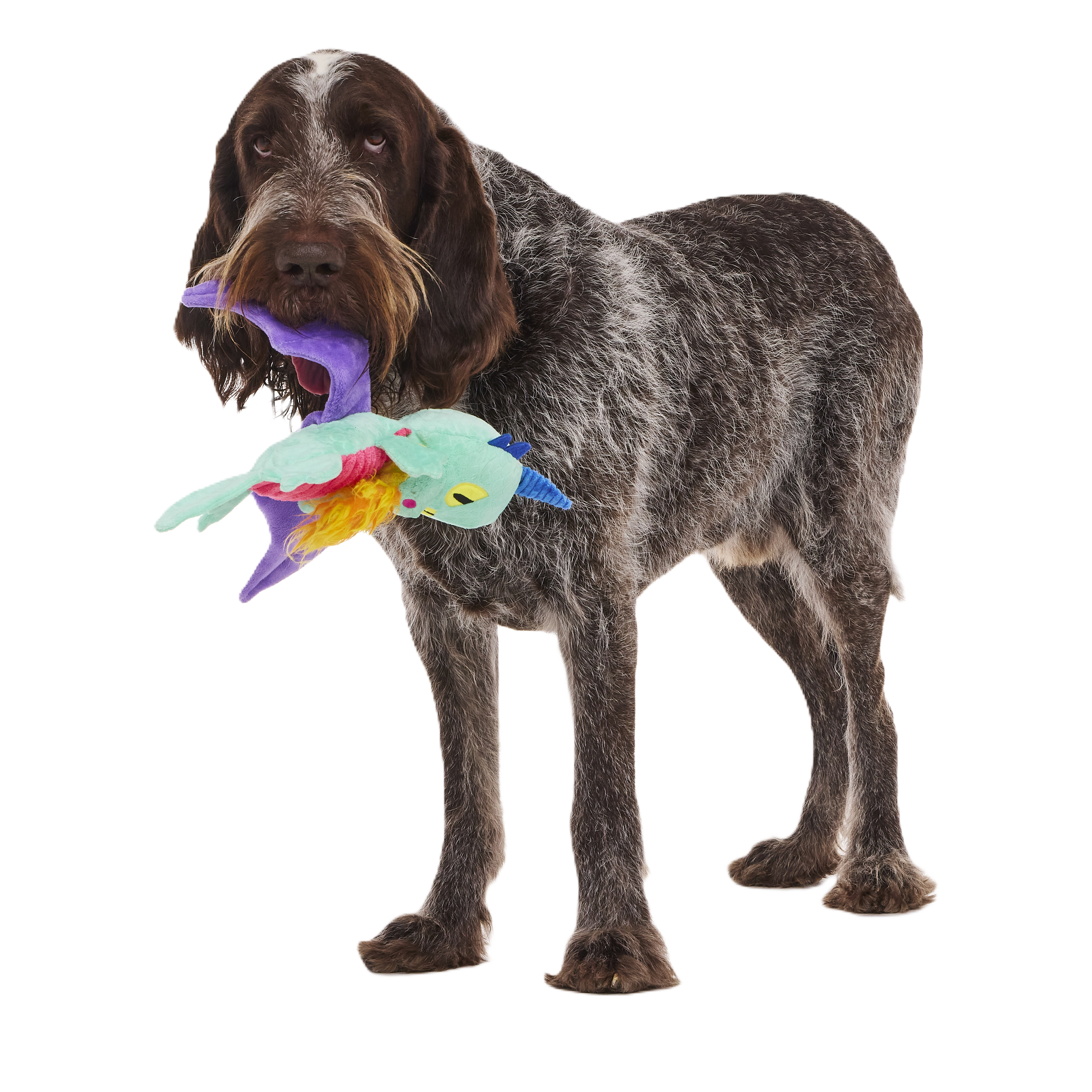 Chongus The Dragon Plush Toy for Dogs with Squeakers & Crinkle Wings