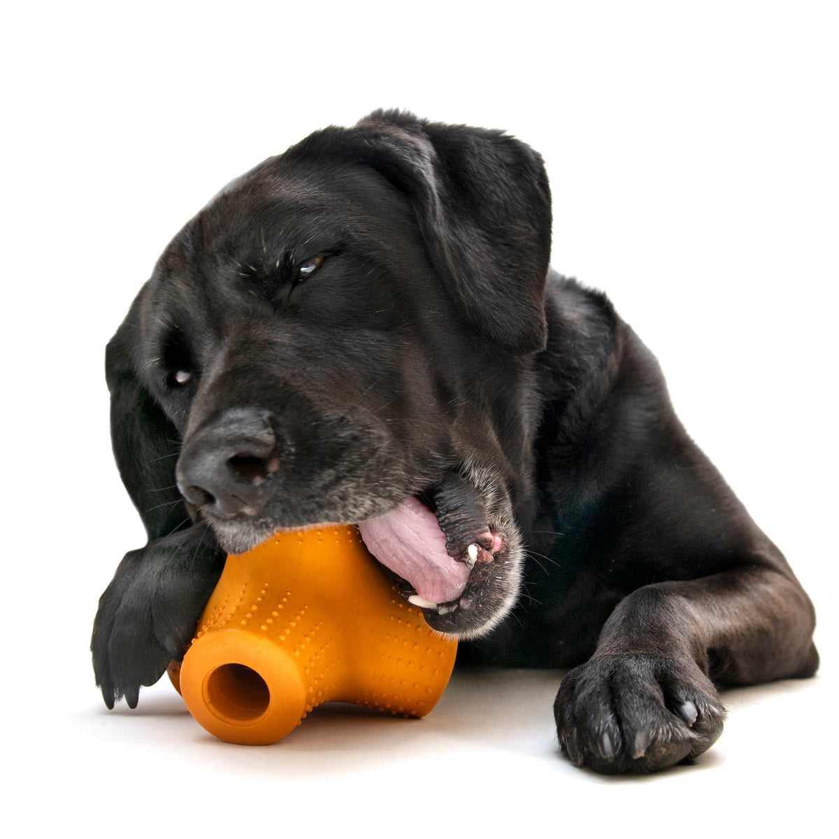 Natural Rubber Coral Teef Dog Toy - Chewable & Bouncy for Fetch & Treats