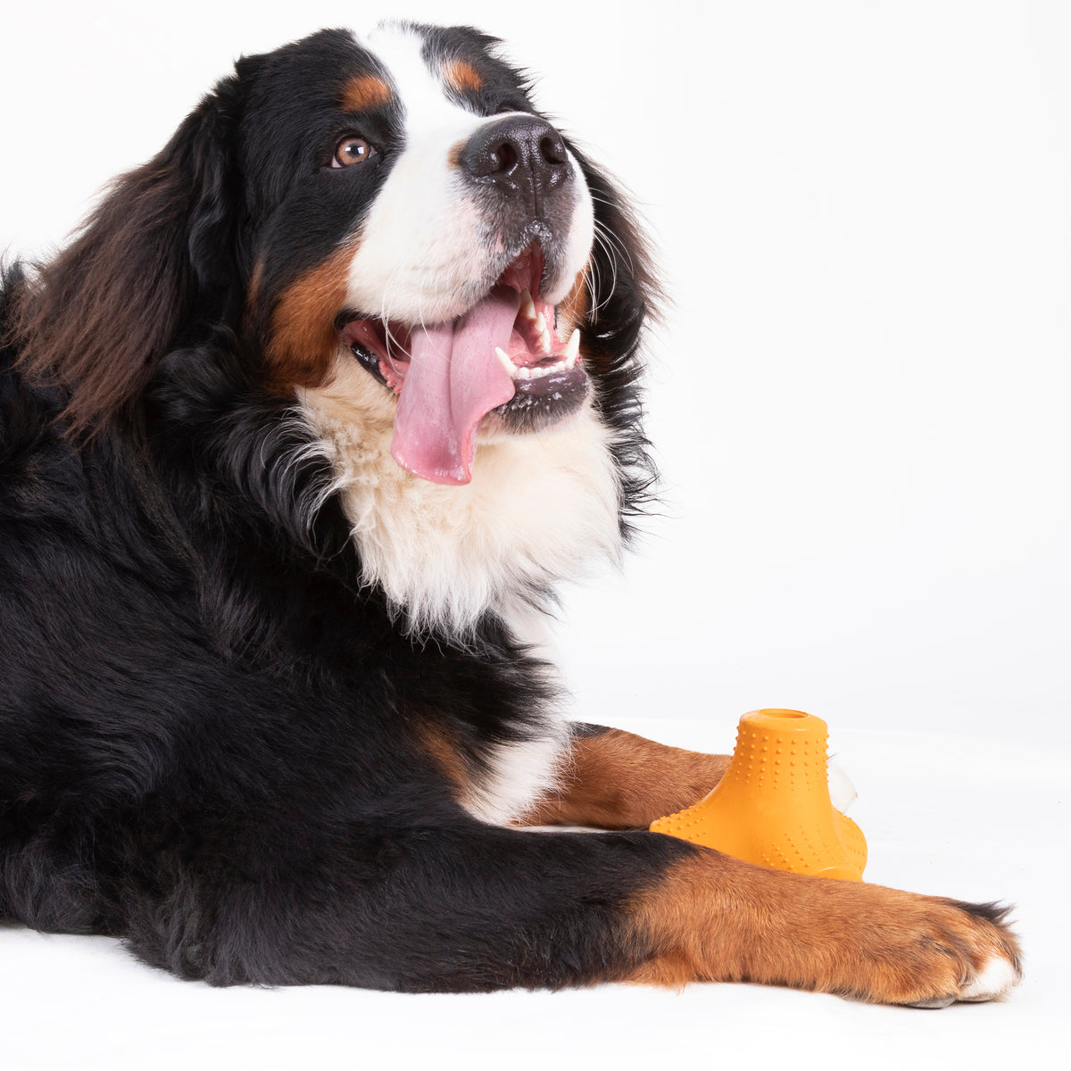 Natural Rubber Coral Teef Dog Toy - Chewable & Bouncy for Fetch & Treats
