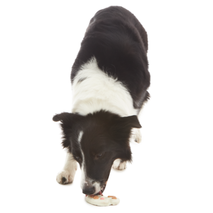 Organic Cottontail Cookie Dog Treats with Honey & Cinnamon