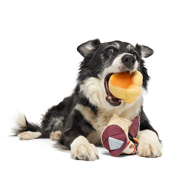 Crackin' Jake Dog Toy with Hidden Rubber Ball for Fetch & Shredders