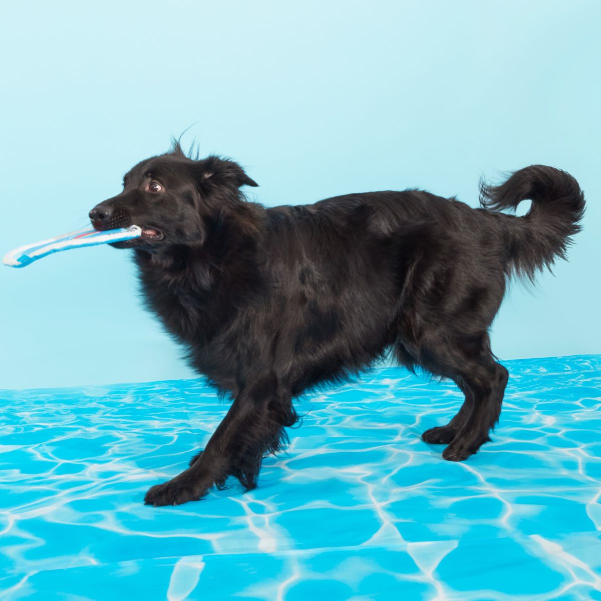 Crinkle Dog Disc Toy – Deep End Fetch Frisbee for Pets