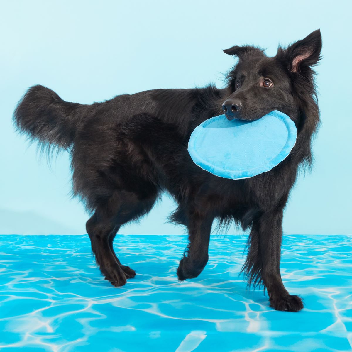 Crinkle Dog Disc Toy – Deep End Fetch Frisbee for Pets