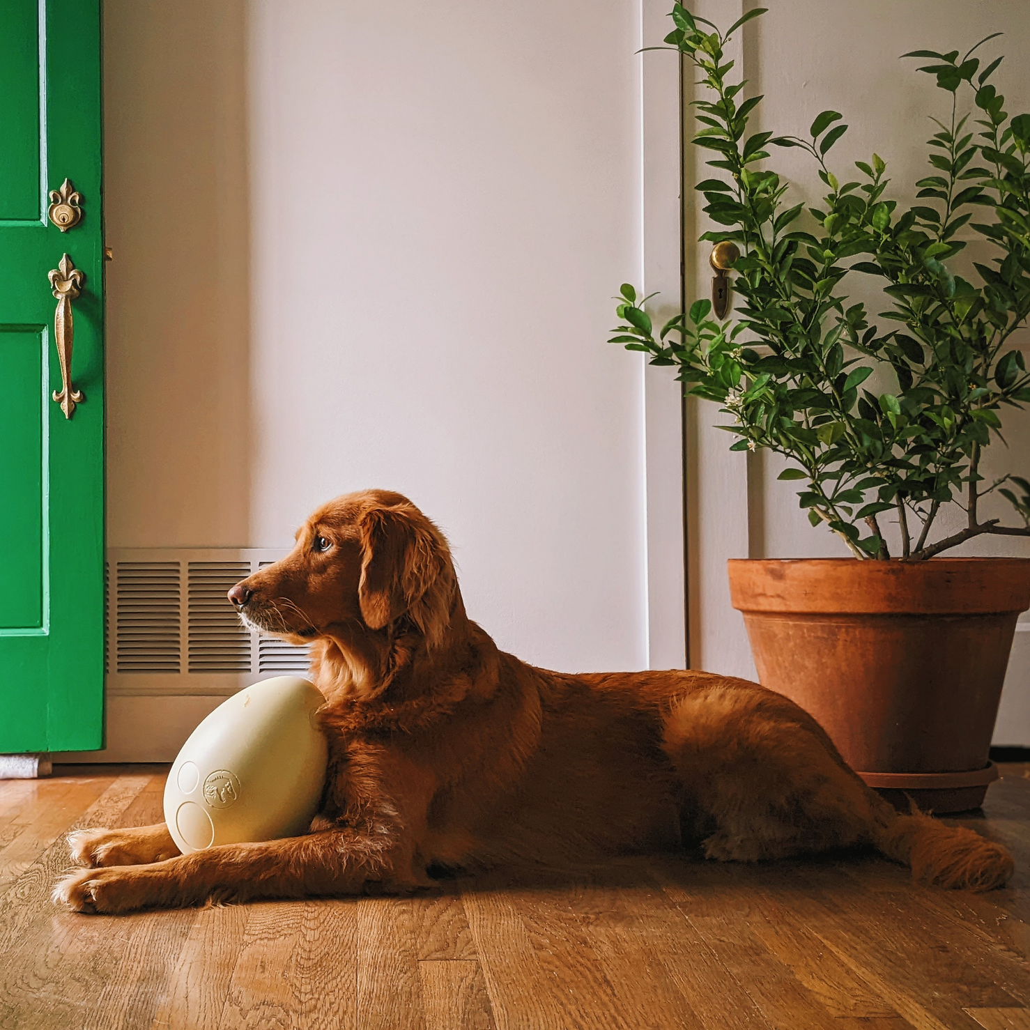 Dinosaur Egg Dog Toy - Large Rubber Fetch Ball for Outdoor Play