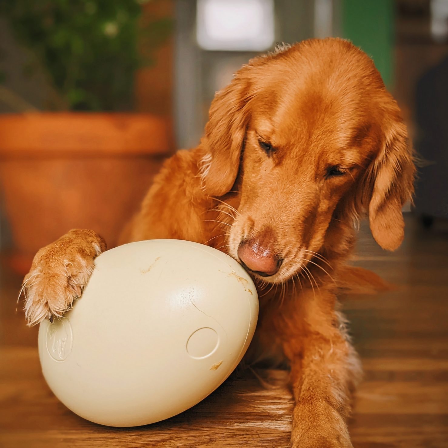 Dinosaur Egg Dog Toy - Large Rubber Fetch Ball for Outdoor Play