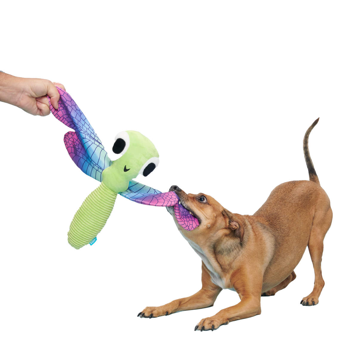 Dragonfly Dog Toy with Squeaker & Crinkle for Fetch Play