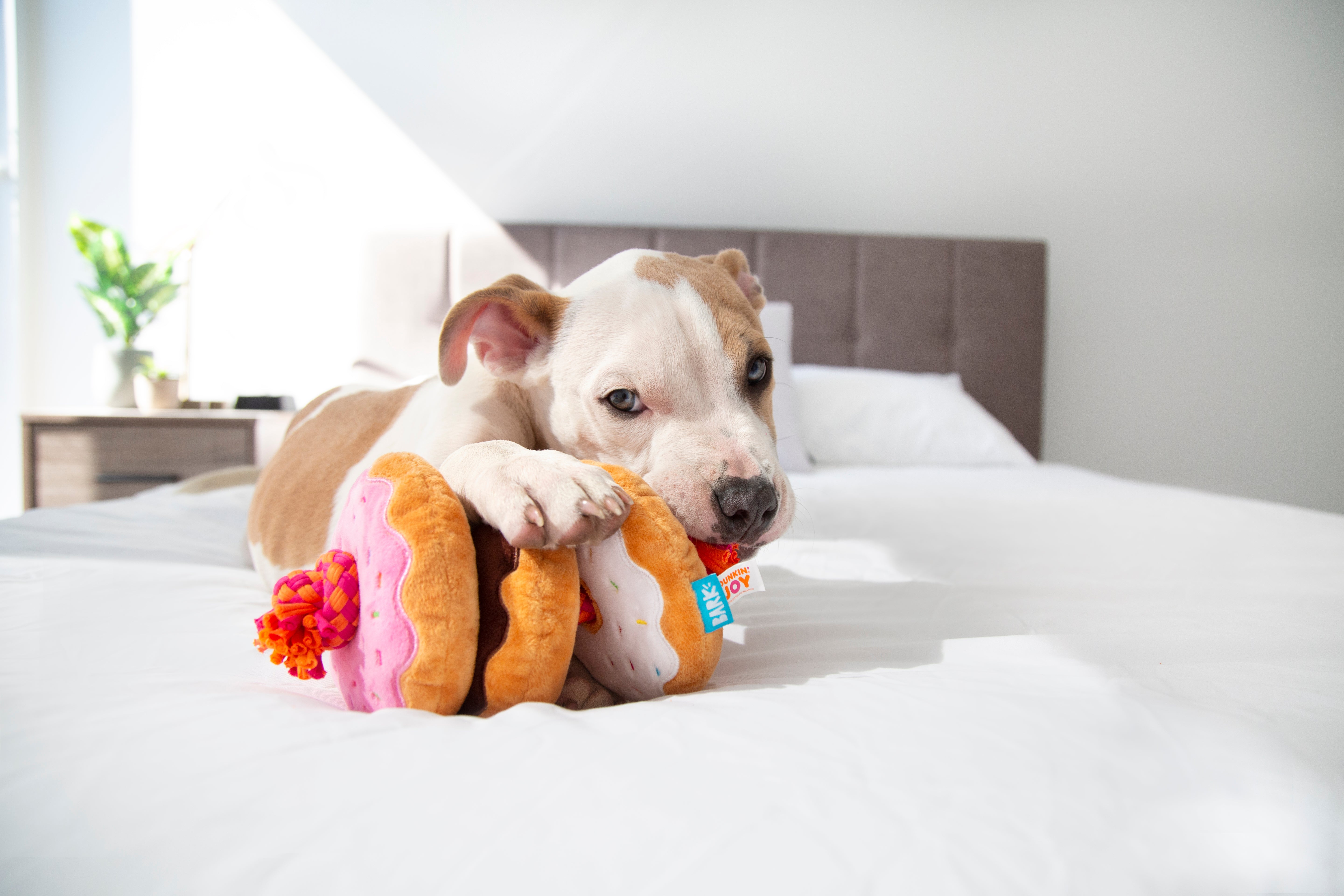 Dunkin' Donuts Squeaky Dog Rope Toy with 3 Squeakers