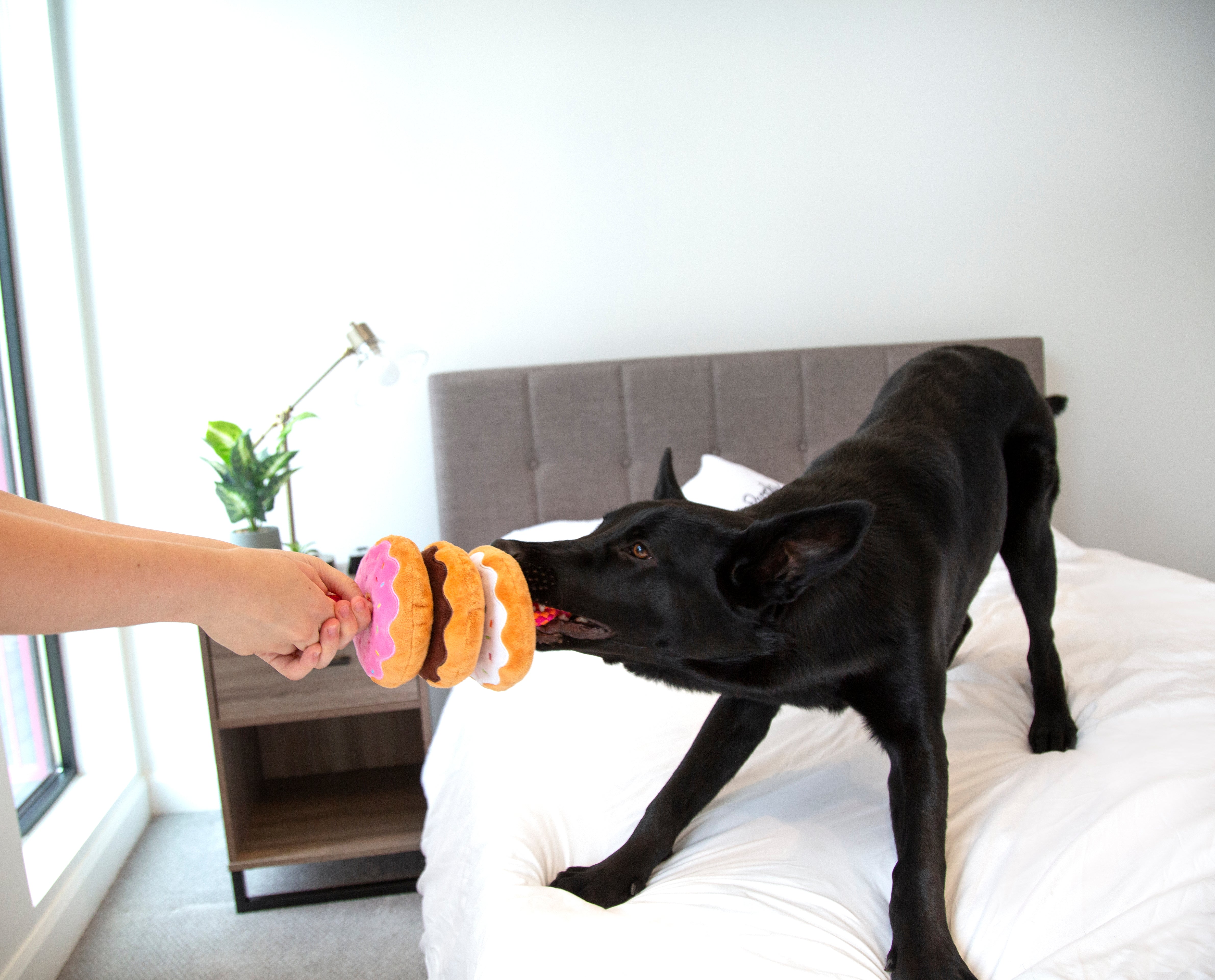 Dunkin' Donuts Squeaky Dog Rope Toy with 3 Squeakers