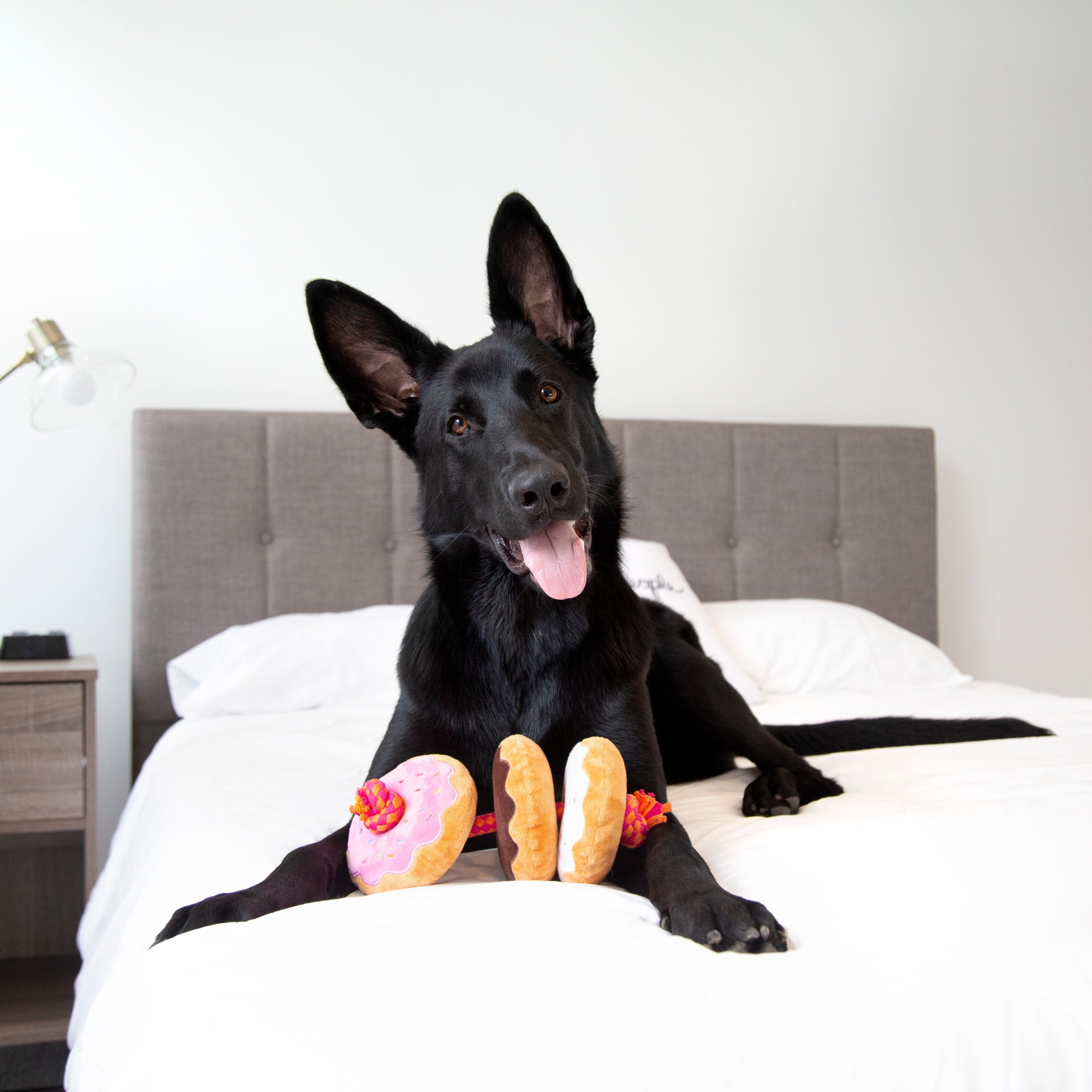 Dunkin' Donuts Squeaky Dog Rope Toy with 3 Squeakers