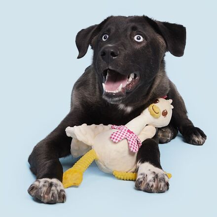 Farmer's Barket Extra Large Gingham Goose Dog Toy with Squeaker