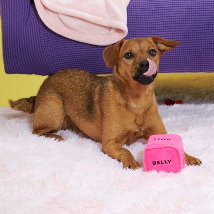 Gnawty Dog Dice Toy with Squeakers for Playtime & Fetch
