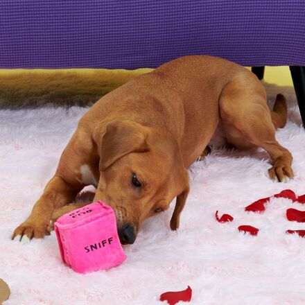 Gnawty Dog Dice Toy with Squeakers for Playtime & Fetch
