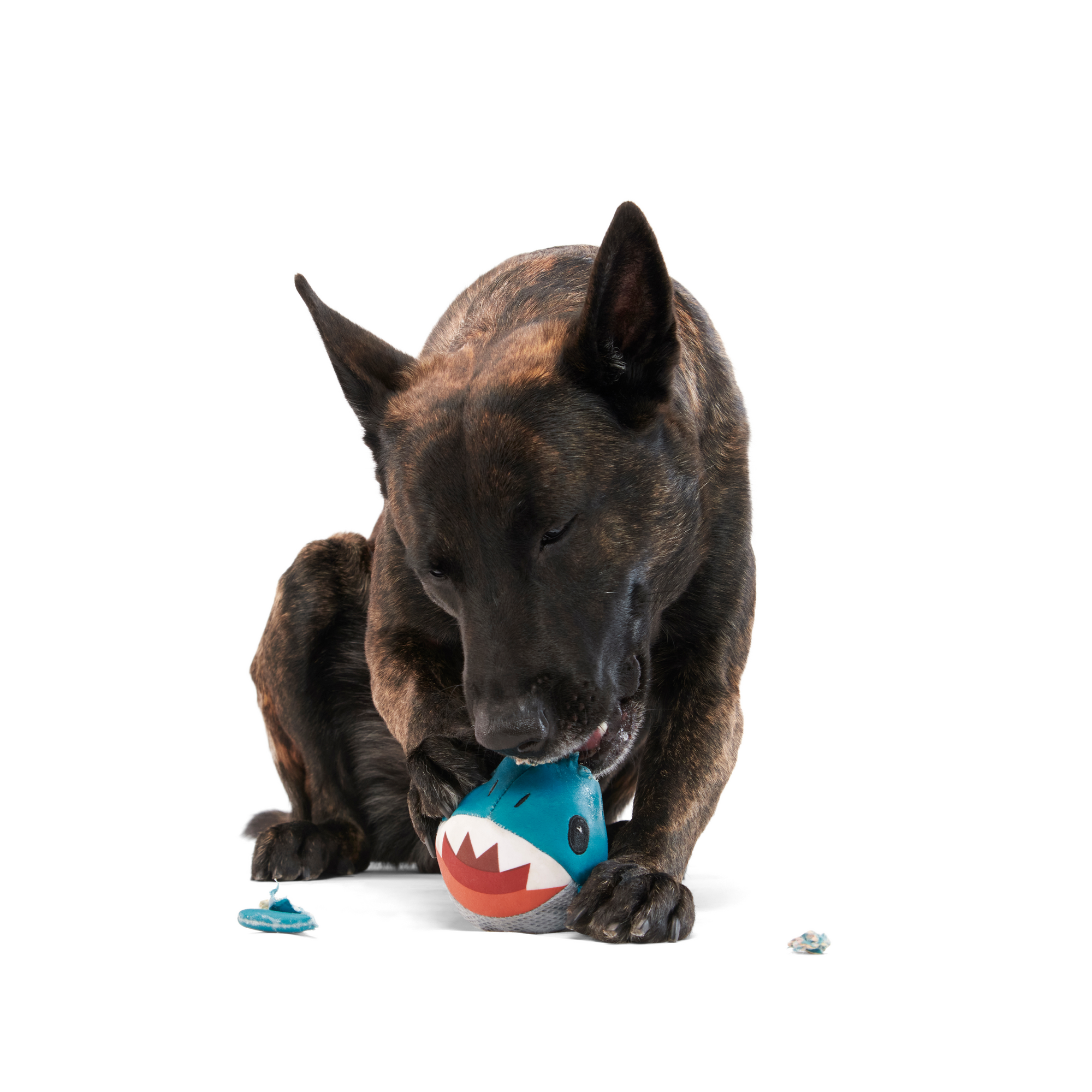 Great White Dwight Floating Dog Toy for Fetch & Water Play