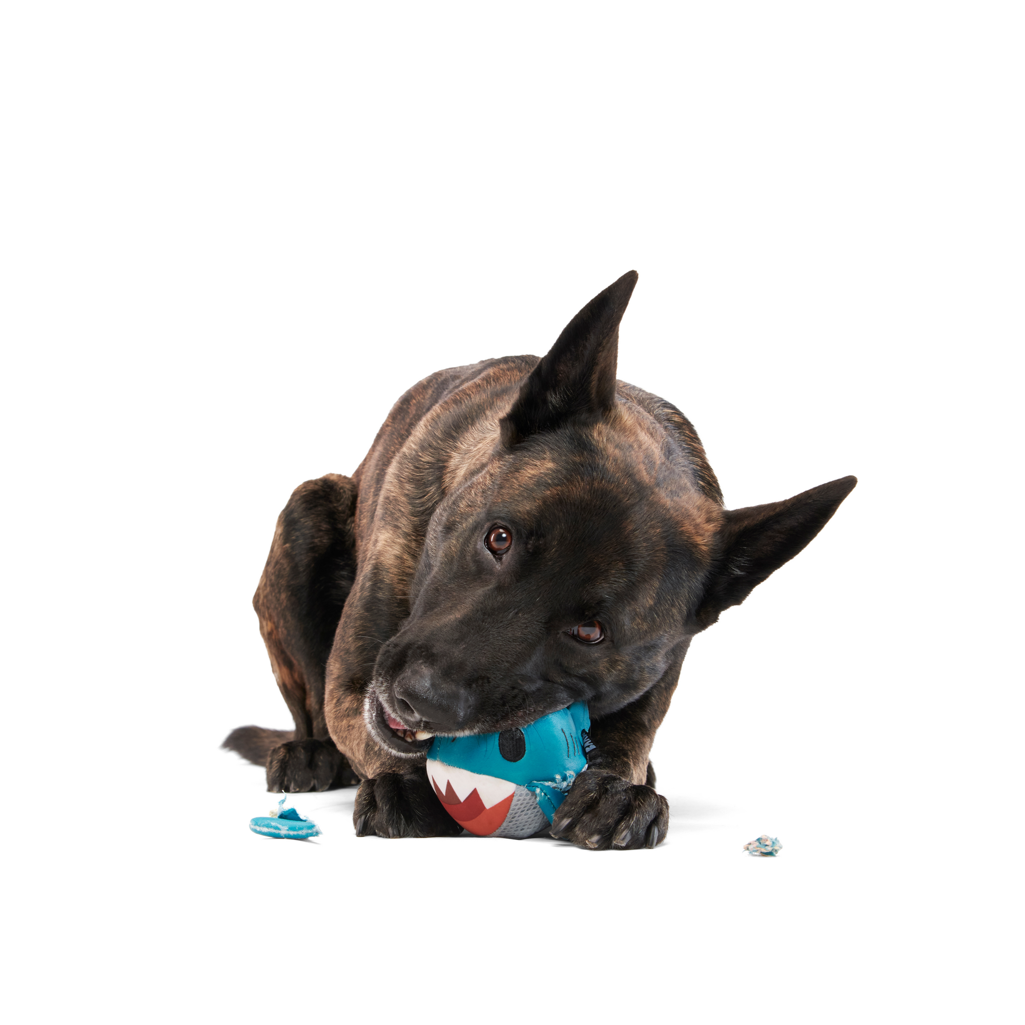 Great White Dwight Floating Dog Toy for Fetch & Water Play