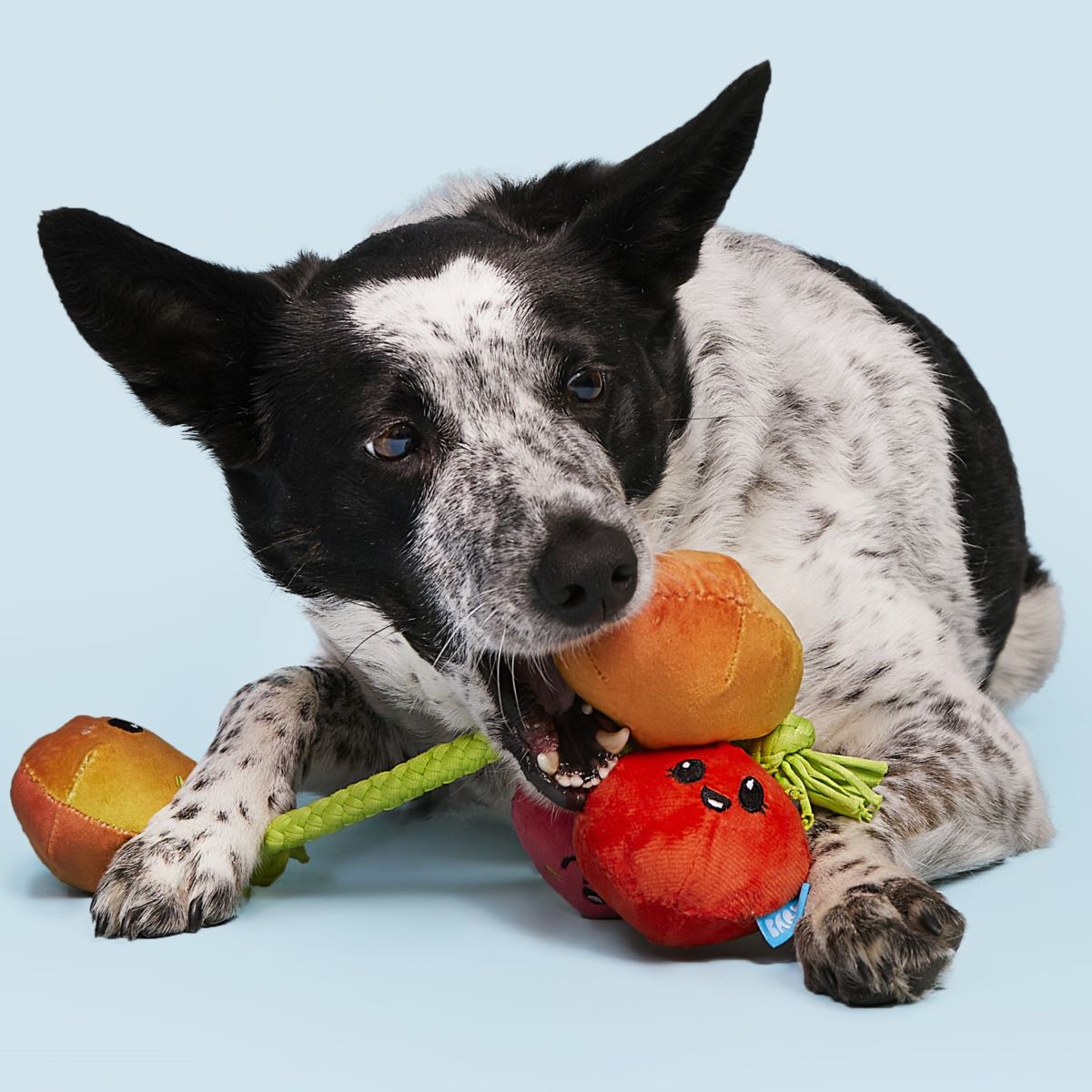 Hairloom Tomatoes Dog Toy with Squeakers & T-Shirt Rope