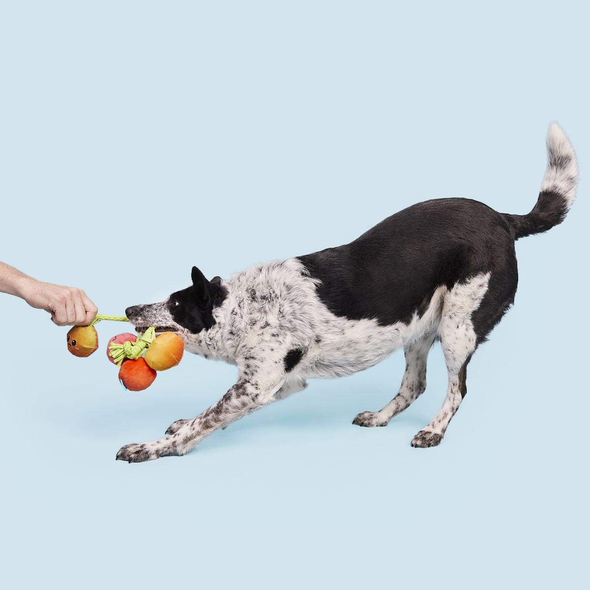 Hairloom Tomatoes Dog Toy with Squeakers & T-Shirt Rope