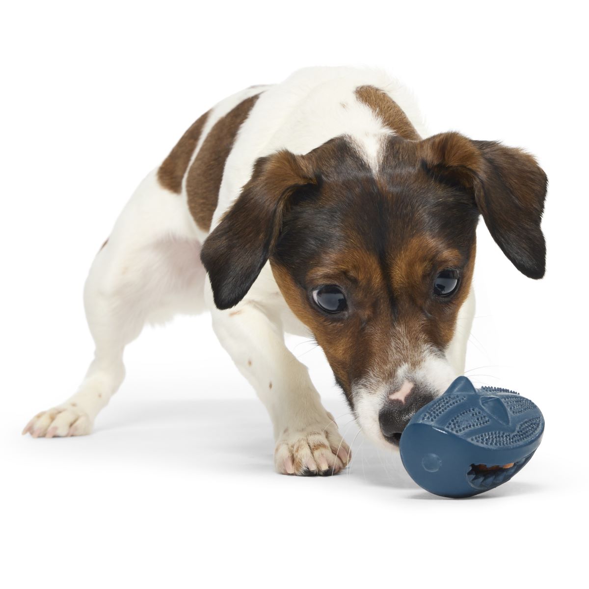 Hammer Fed Shark Dog Chew Toy - Treat Dispensing & Dental Scrubber