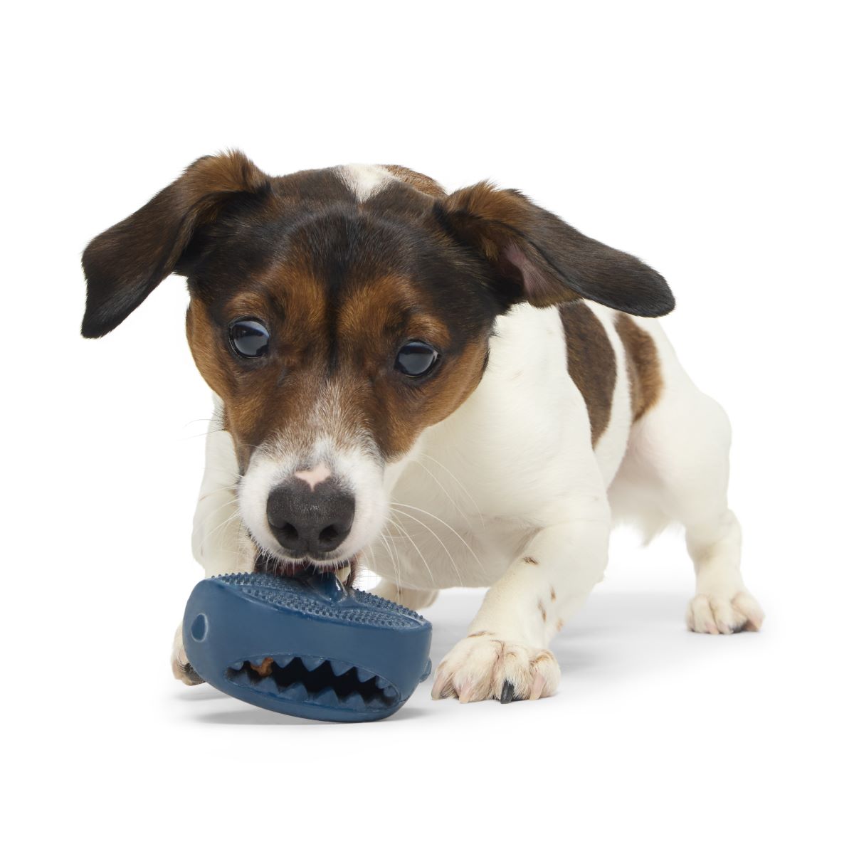 Hammer Fed Shark Dog Chew Toy - Treat Dispensing & Dental Scrubber