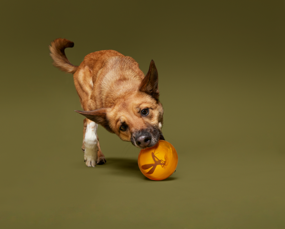 Cheese-Scented Rubber Dog Ball with Wacky Bounce - It's In My DNA