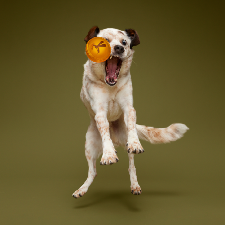 Cheese-Scented Rubber Dog Ball with Wacky Bounce - It's In My DNA