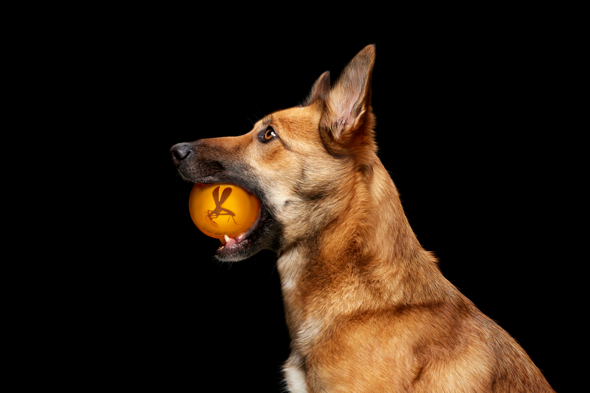 Cheese-Scented Rubber Dog Ball with Wacky Bounce - It's In My DNA