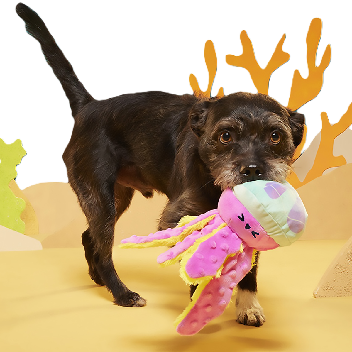 JellySquish Squeaky Crinkle Dog Toy for Beach Play