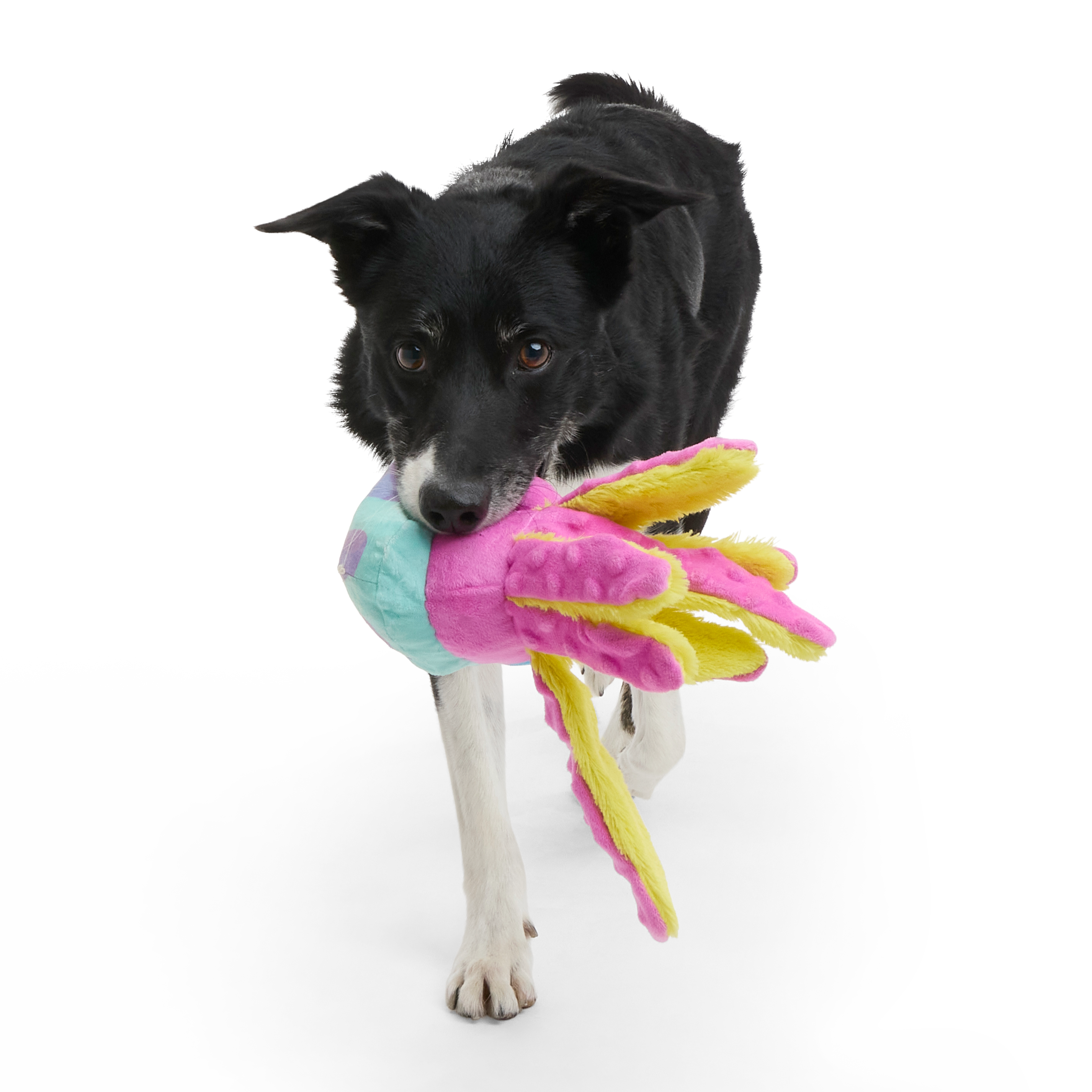 JellySquish Squeaky Crinkle Dog Toy for Beach Play