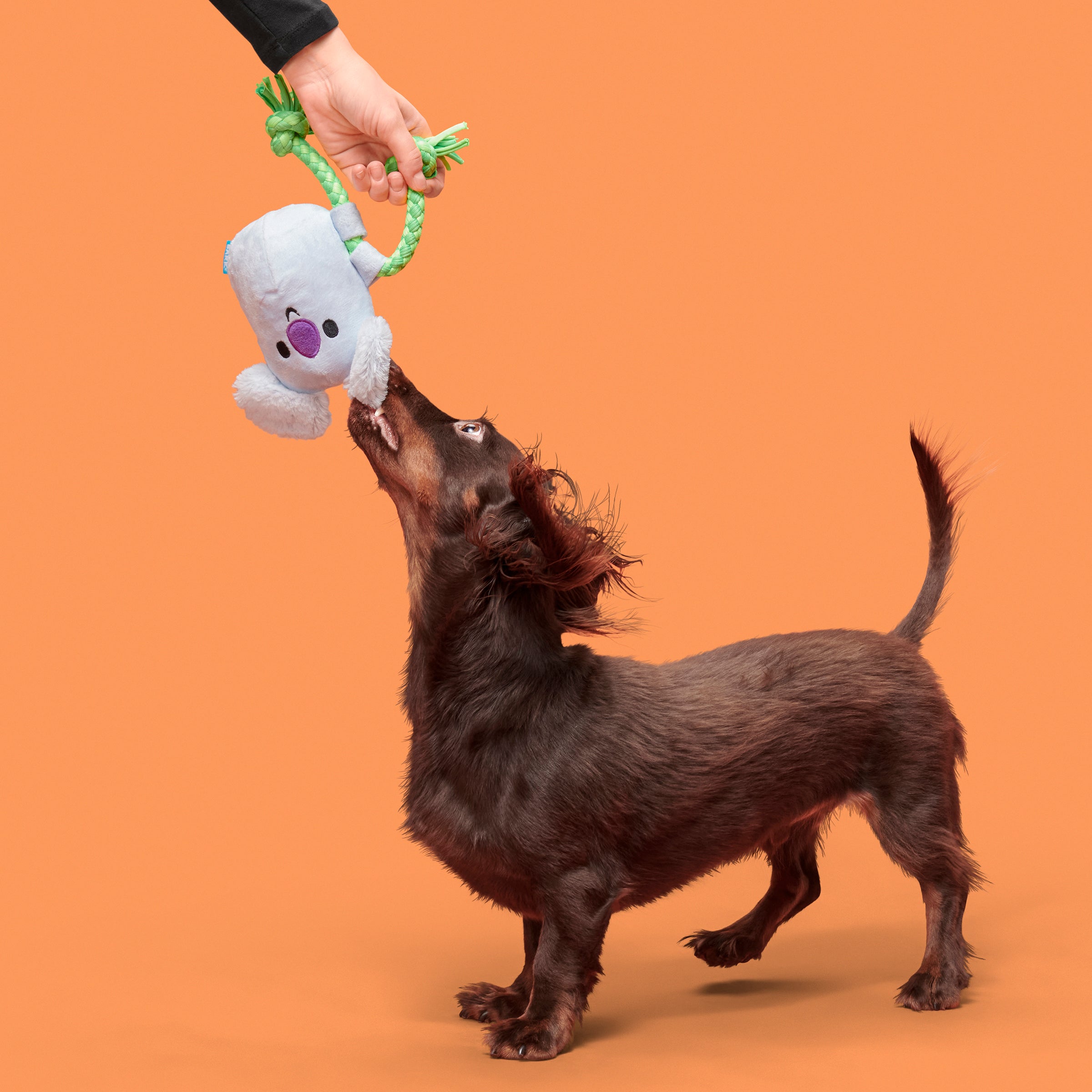 Koa Koala Dog Toy with Squeaker & Crinkle for Tug Play