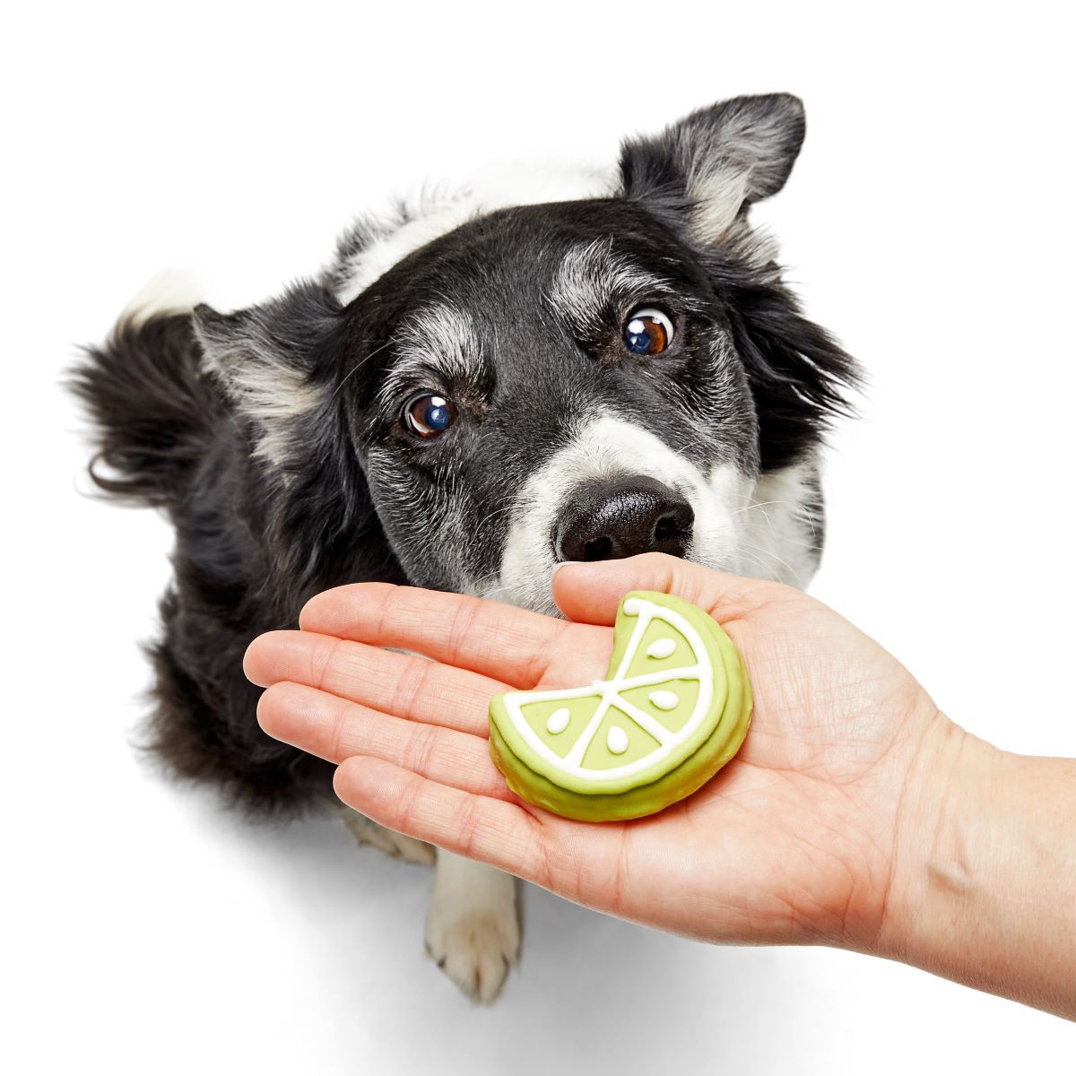 Lime Time Dog Cookie - Refreshing Pup Treat with Natural Ingredients
