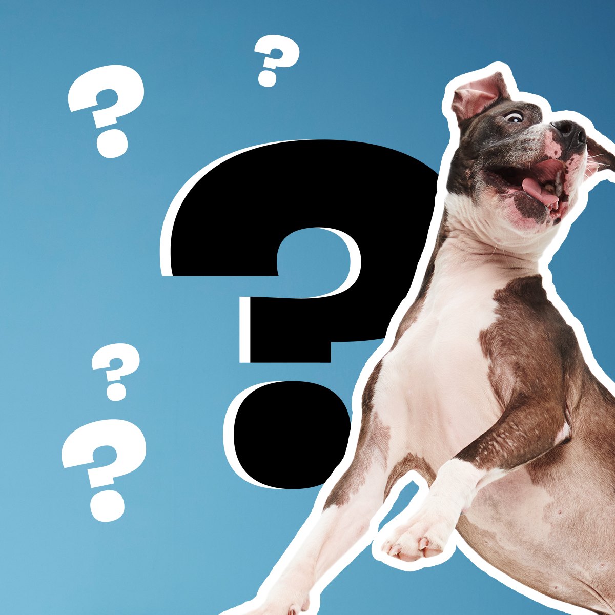 Dog Mystery Toy for Winter Play & Cuddling