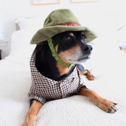 BARK Park Buddy Dog Hat with Squeaker & Crinkle Toy