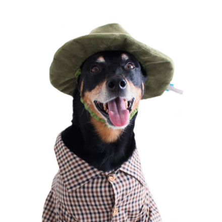 BARK Park Buddy Dog Hat with Squeaker & Crinkle Toy