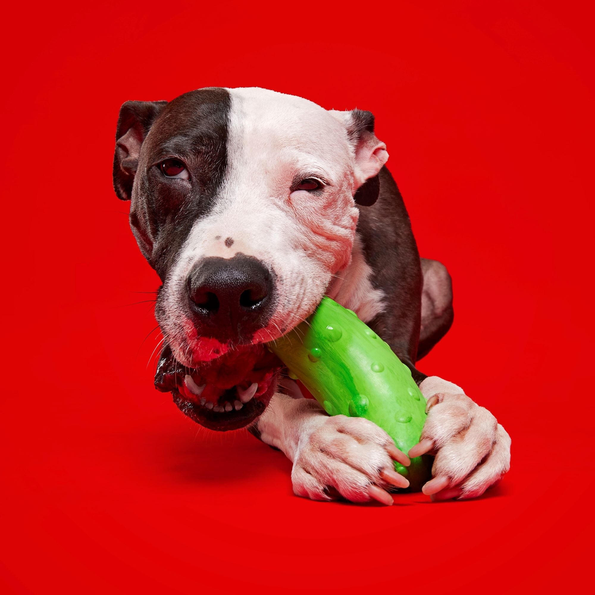Vanilla Scented Pickle Stickle Dog Toy with Squeaker