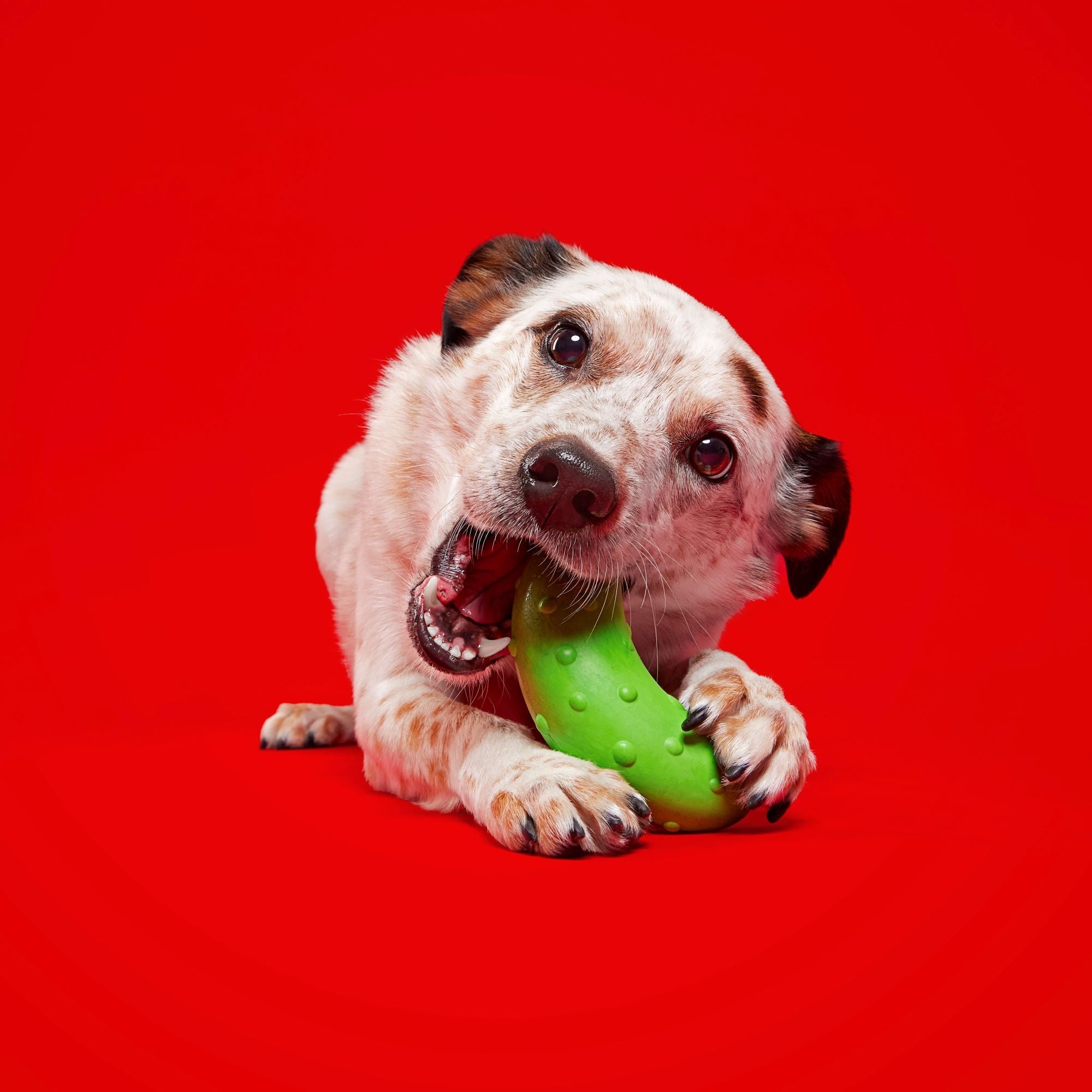 Vanilla Scented Pickle Stickle Dog Toy with Squeaker