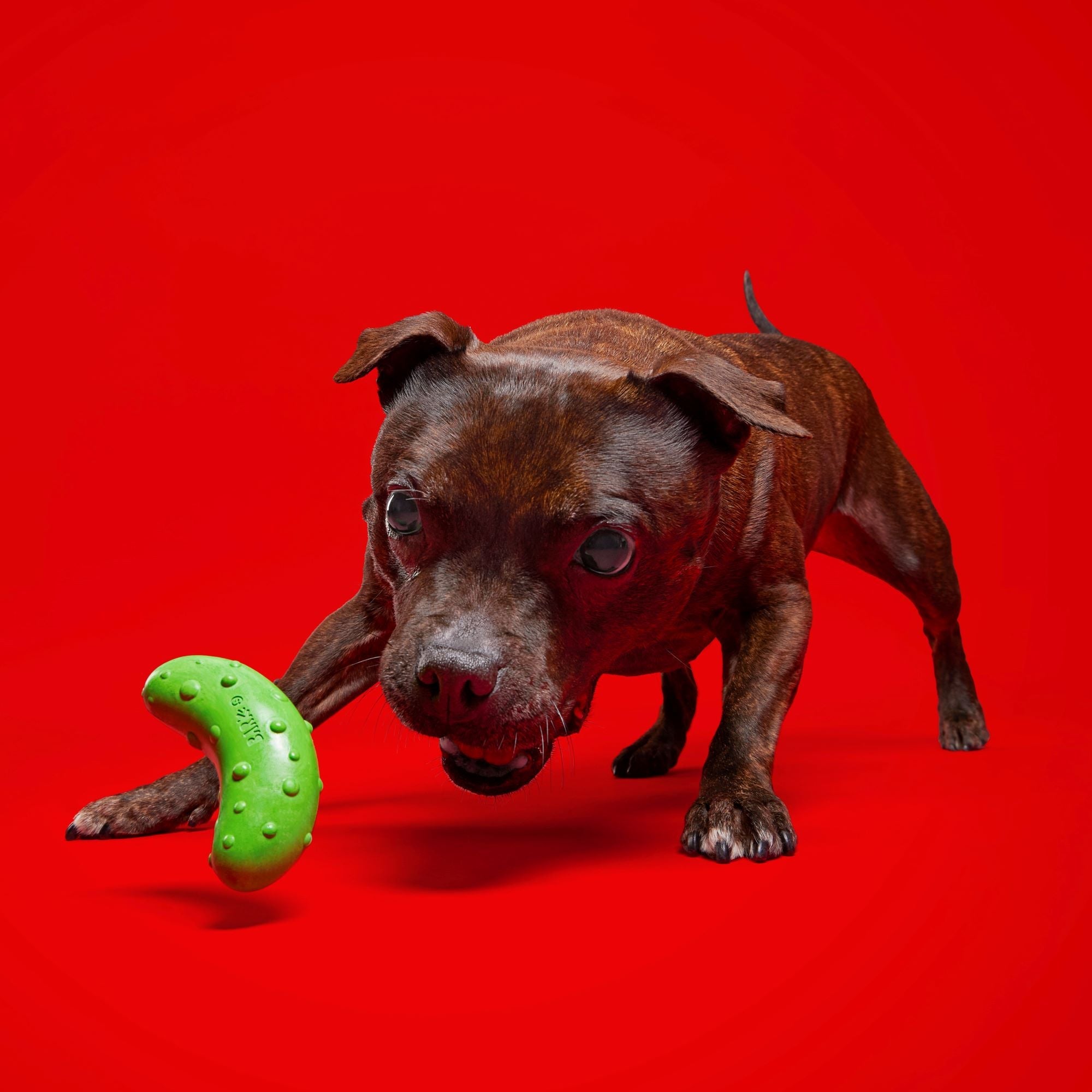 Vanilla Scented Pickle Stickle Dog Toy with Squeaker