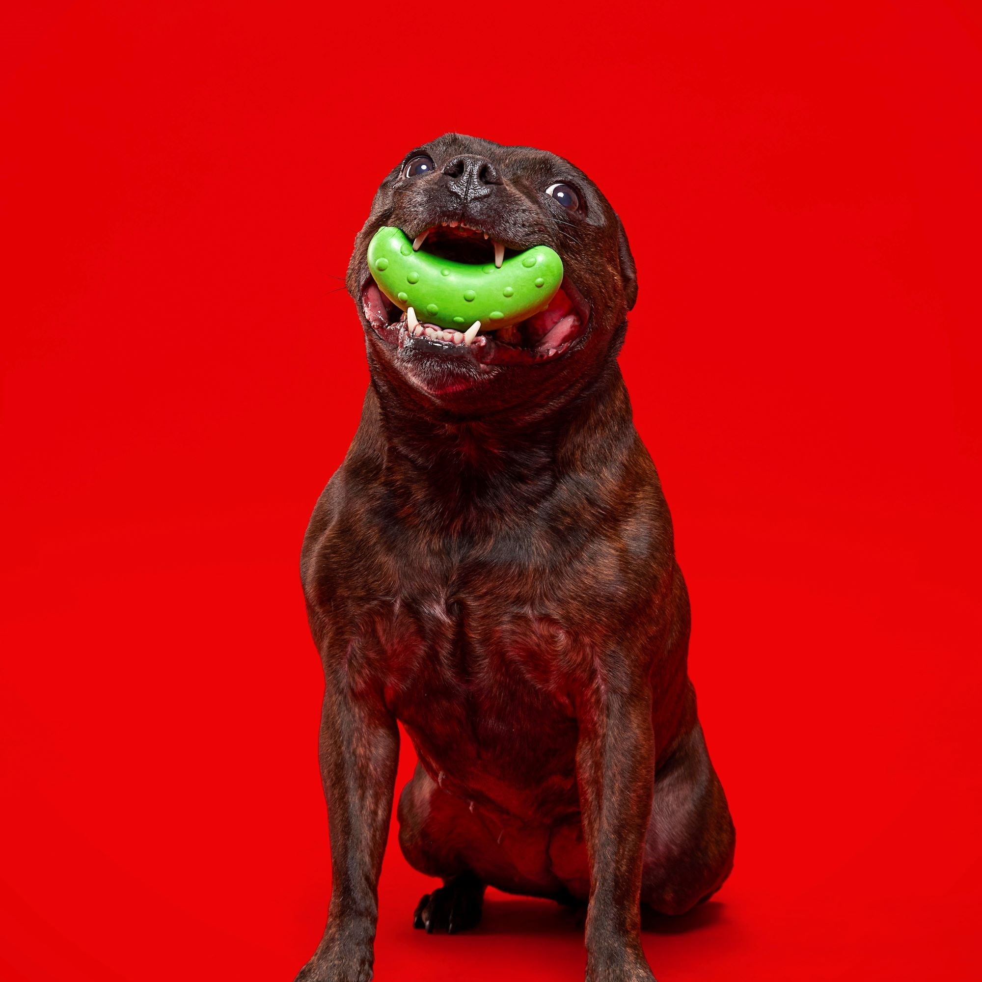 Vanilla Scented Pickle Stickle Dog Toy with Squeaker