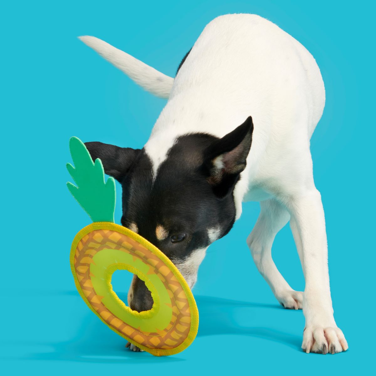 Pineapple Dog Toy Flying Disc with T-Shirt Rope for Fetch