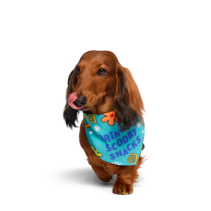 Scooby-Doo™ Plush Dog Toy & Bandana Bundle with Squeakers