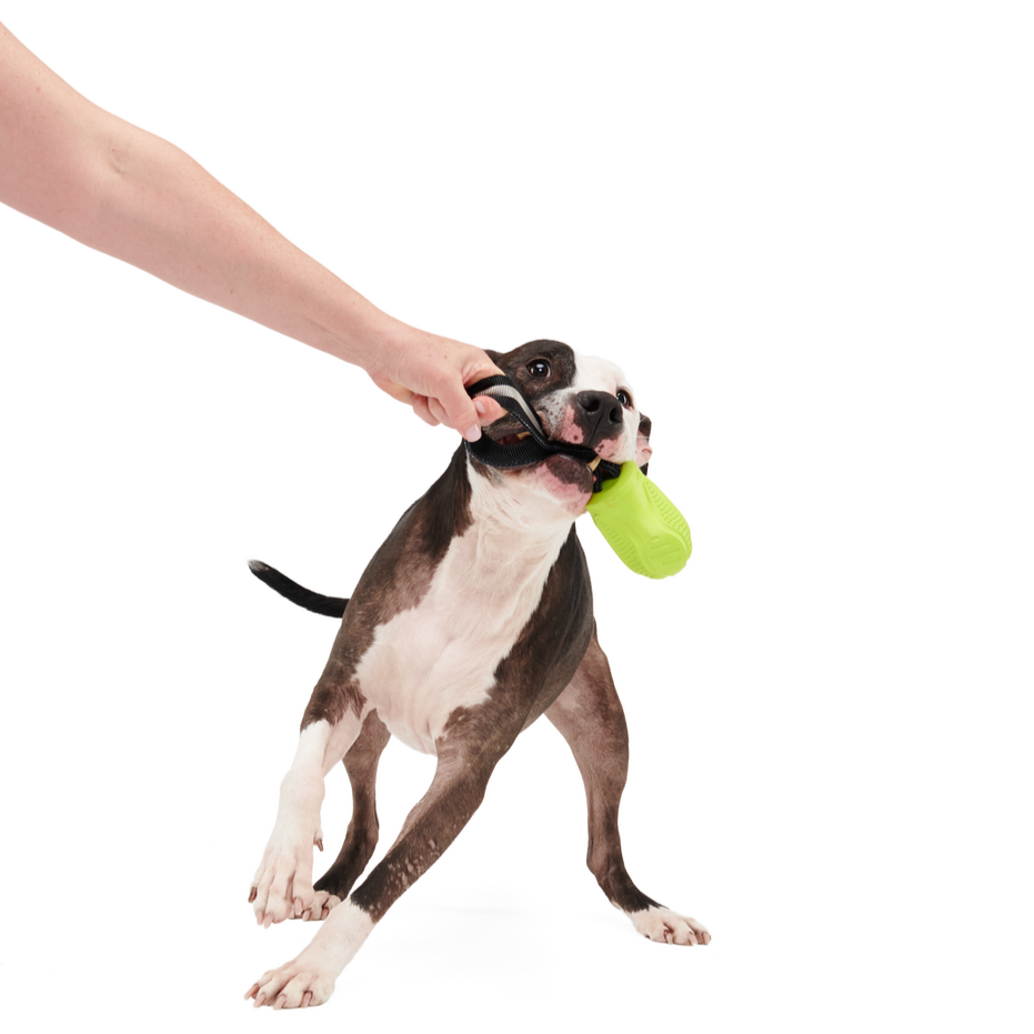 Mint-Scented Natural Rubber Dog Snout Guard for Tug & Fetch Play