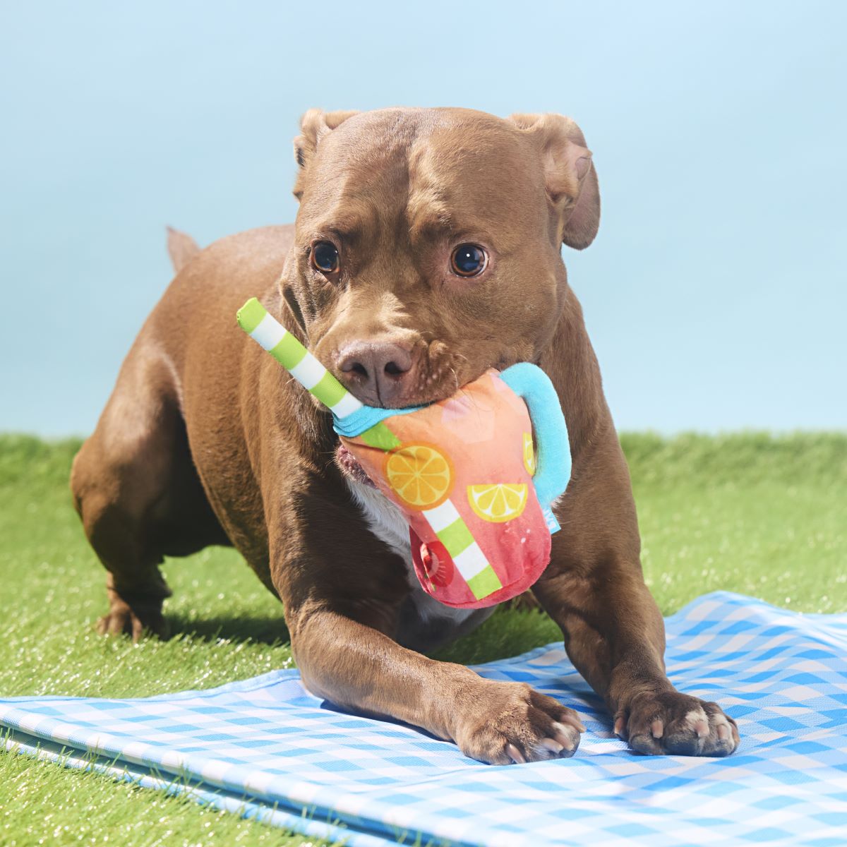 Spiked Punch Dog Toy with Squeaker & Crinkle for Playful Pups