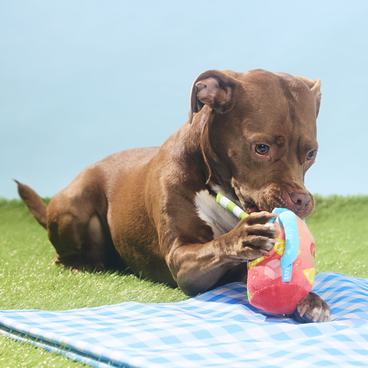 Spiked Punch Dog Toy with Squeaker & Crinkle for Playful Pups