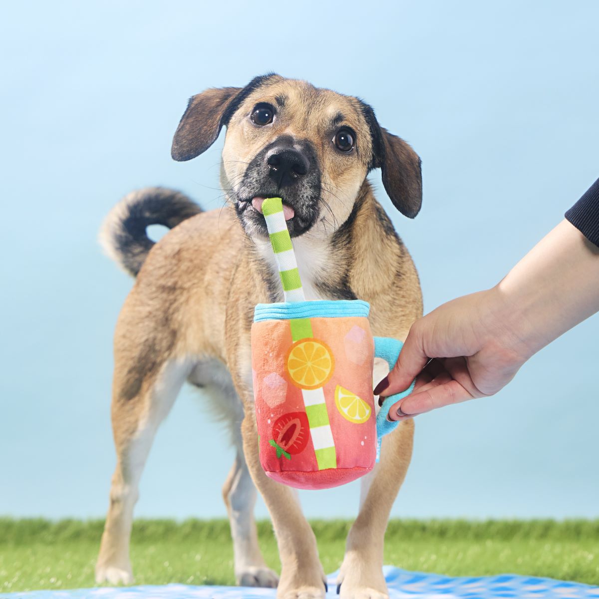 Spiked Punch Dog Toy with Squeaker & Crinkle for Playful Pups